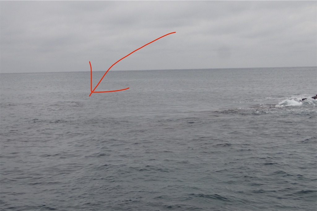 f:id:fishing-aquarium:20191101113404j:image