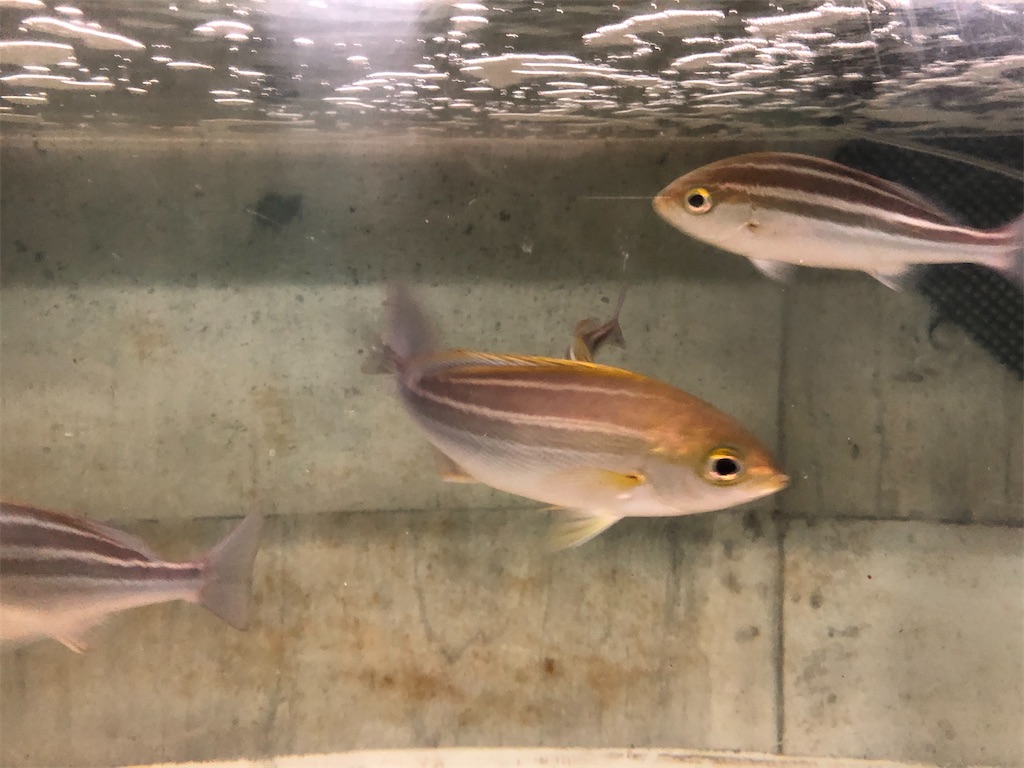 f:id:fishing-aquarium:20200221154052j:image