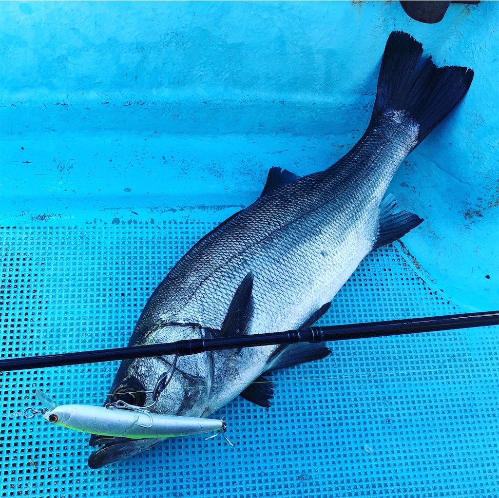 f:id:fishing-aquarium:20200225163712j:image f:id:fishing-aquarium:20200225163712j:image
