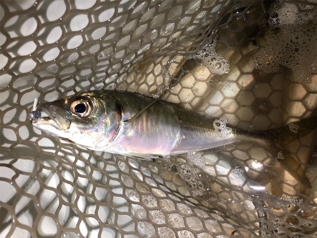 稚魚パターンとベイトの着き場とワームカラー アジング Fishing Aquarium 飼育員が創る釣り水族館