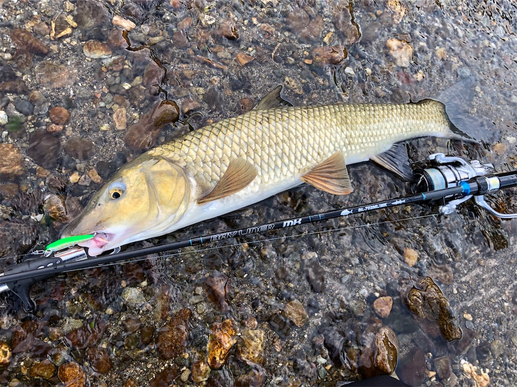 f:id:fishing-aquarium:20200819122254j:image