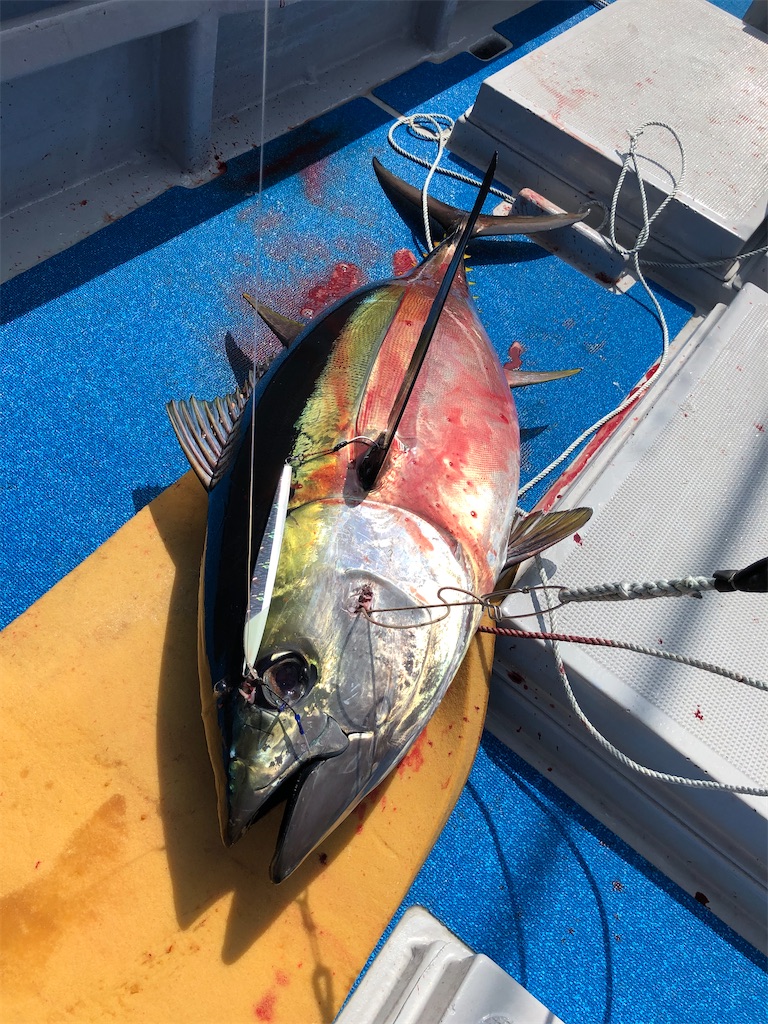 メバチマグロ48.2kg,30.9kg マグロジギングでゲット - Fishing メバチマグロ48.2kg,30.9kg マグロジギングでゲット - Fishing