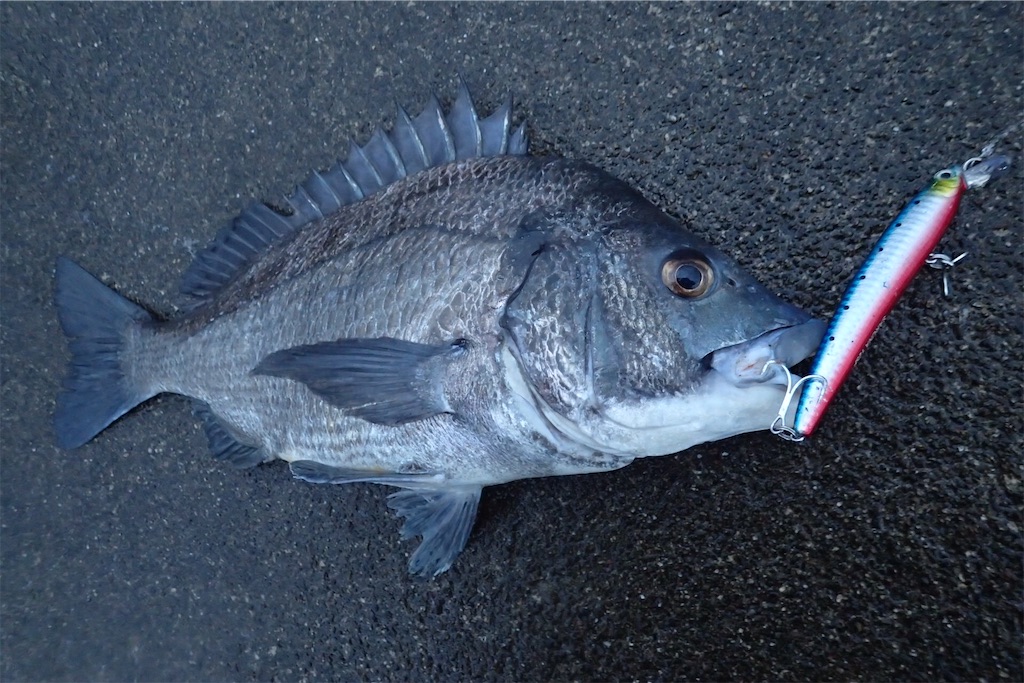 ロックショアゲーム〜青物、ヒラスズキ、クロダイ、チヌ！？ - Fishing