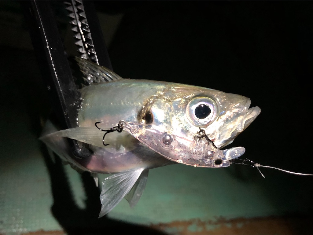 f:id:fishing-aquarium:20210414200836j:image