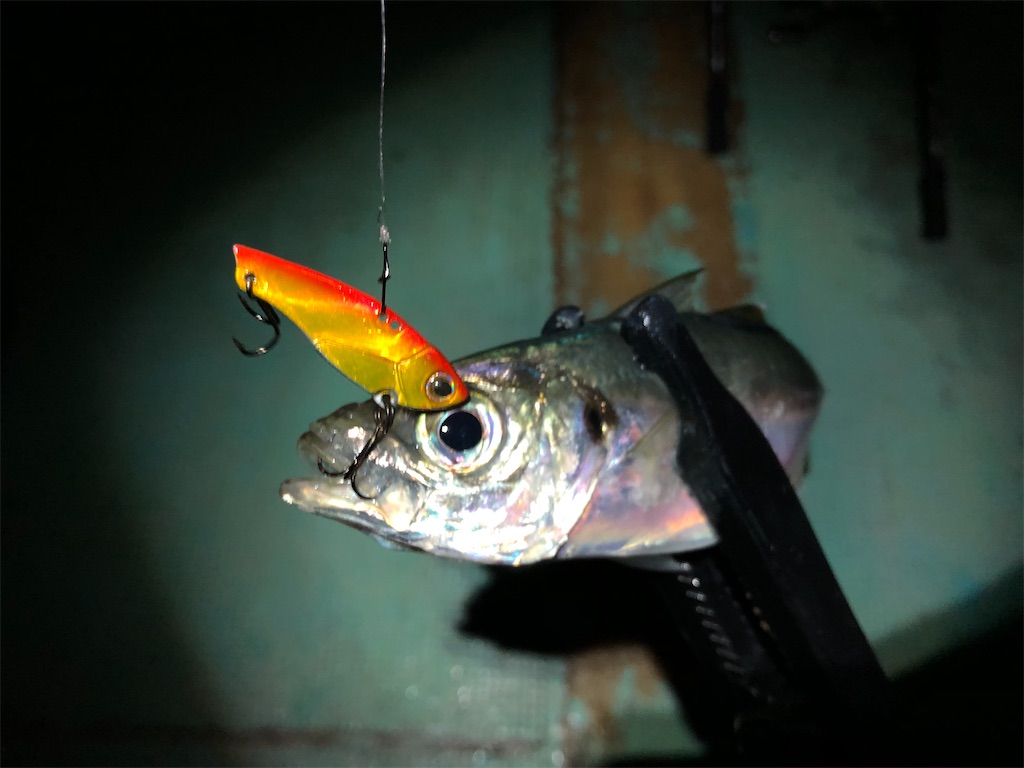 f:id:fishing-aquarium:20210414200904j:image