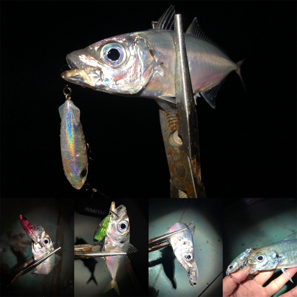 f:id:fishing-aquarium:20210414200931j:image