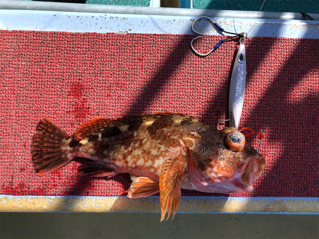 f:id:fishing-aquarium:20210516113050j:image