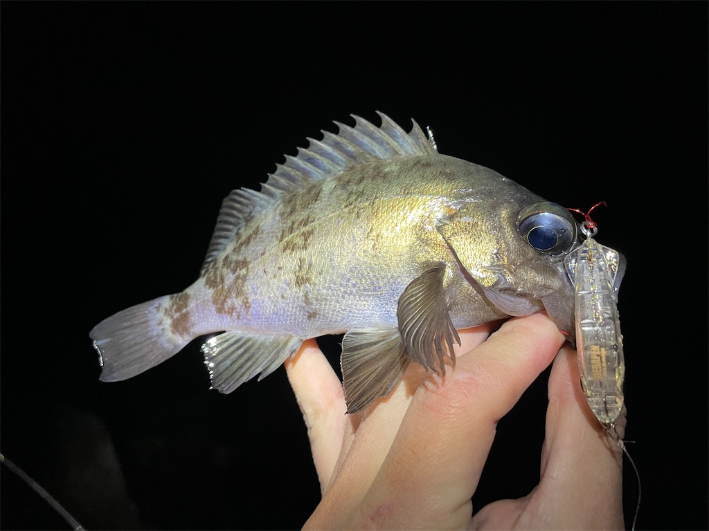f:id:fishing-aquarium:20220113191022j:image