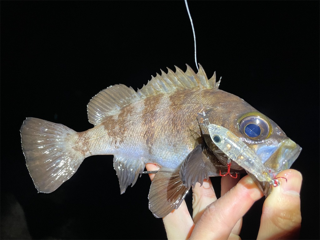 f:id:fishing-aquarium:20220113191733j:image