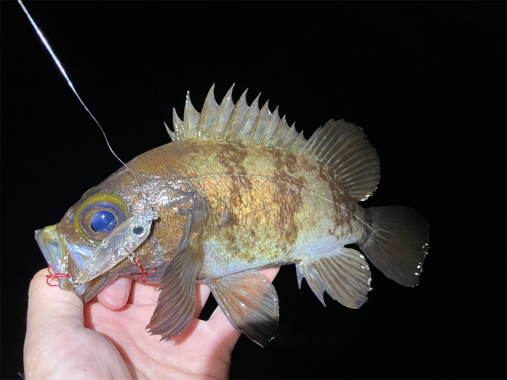 f:id:fishing-aquarium:20220113191834j:image