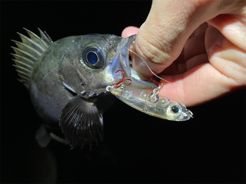 f:id:fishing-aquarium:20220113192753j:image