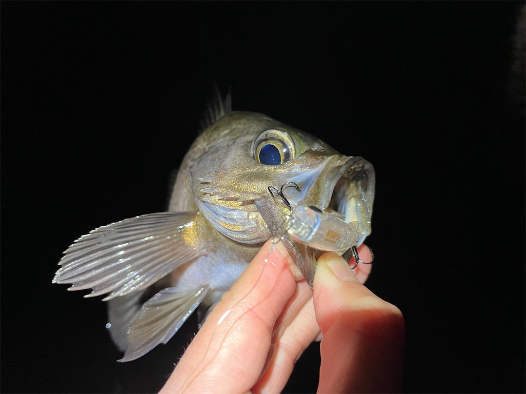 f:id:fishing-aquarium:20220113192755j:image