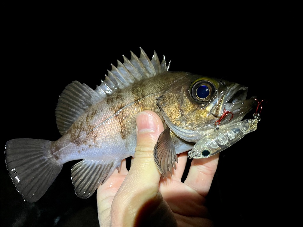 f:id:fishing-aquarium:20220113192758j:image