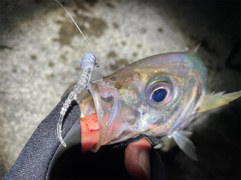 アジング後 ヒラスズキ パワーアジング Fishing Aquarium 飼育員が創る釣り水族館