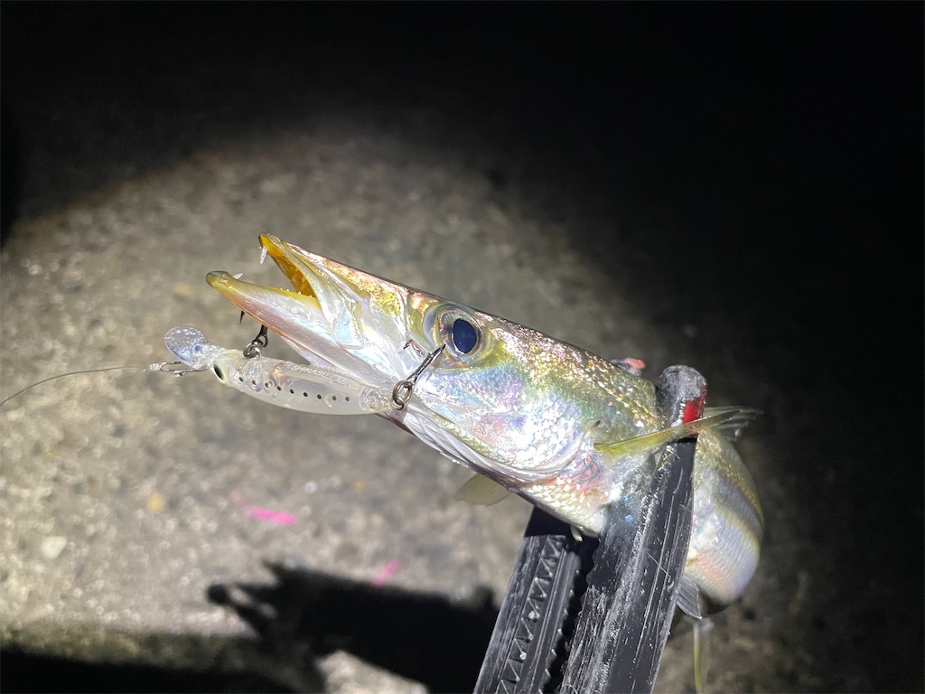 f:id:fishing-aquarium:20230118135208j:image