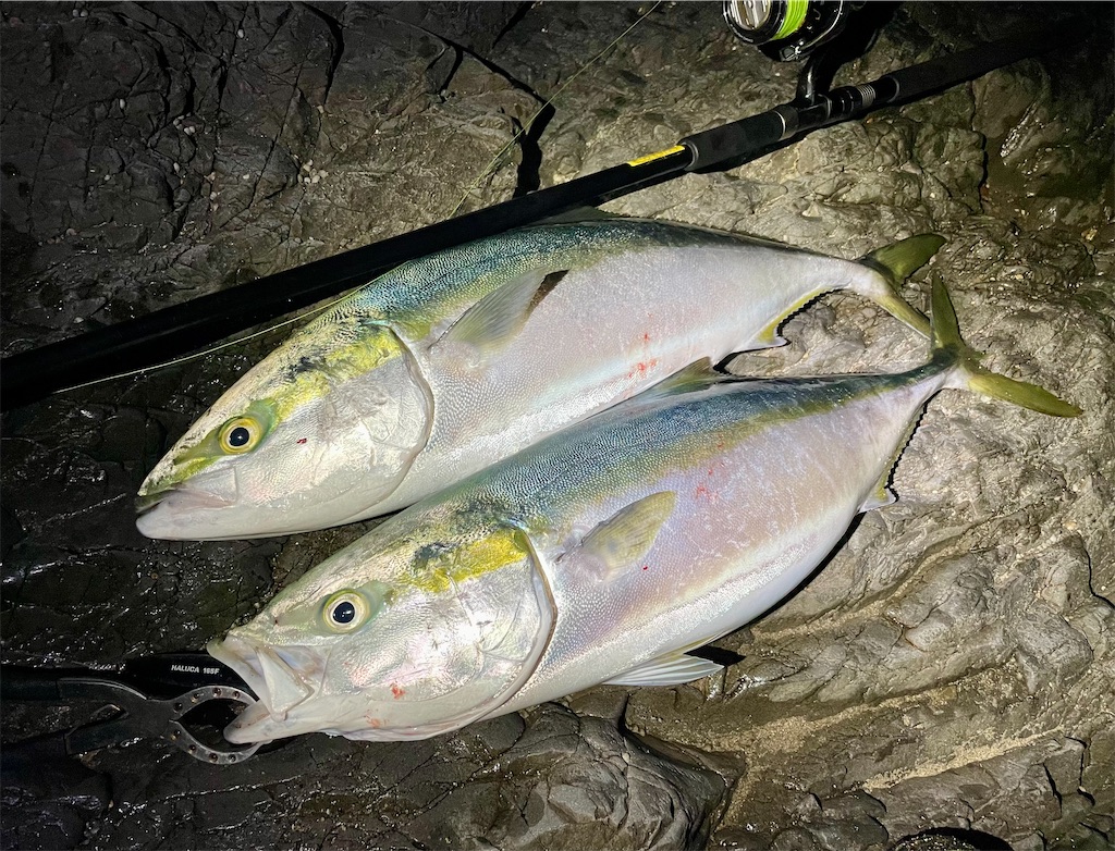ハルカ165Fがどハマりなロックショア 青物ゲーム〜三重県南部