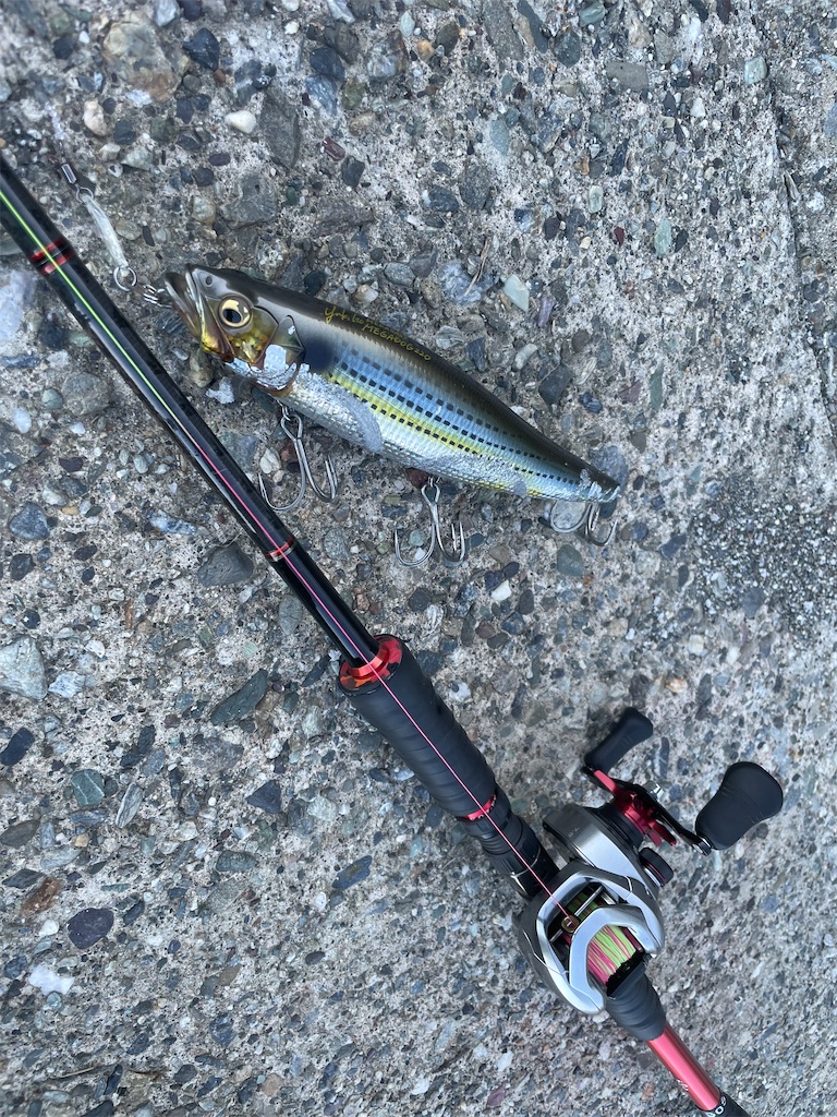 f:id:fishing-aquarium:20240607174136j:image
