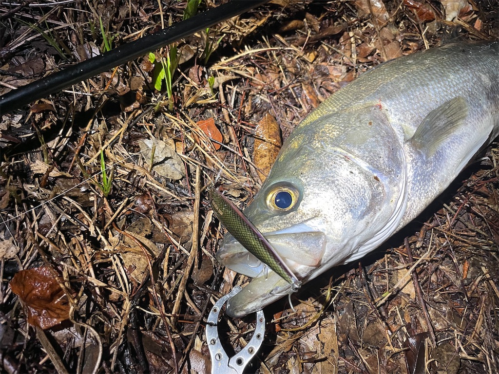 f:id:fishing-aquarium:20240829183025j:image