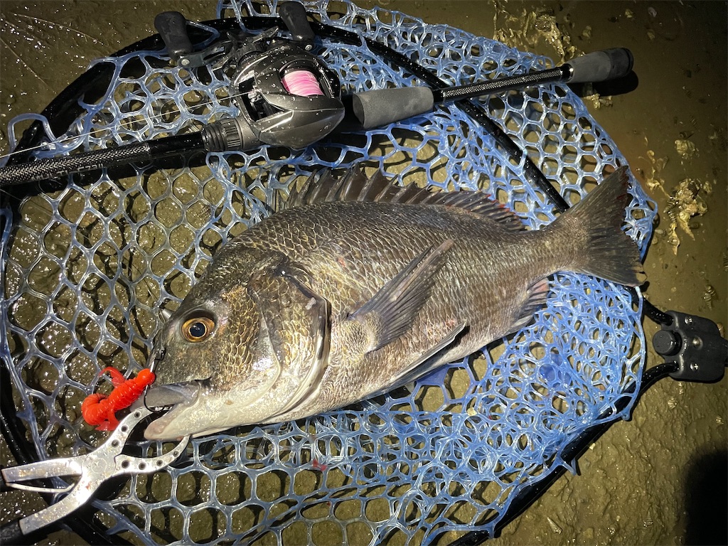 f:id:fishing-aquarium:20240912141433j:image