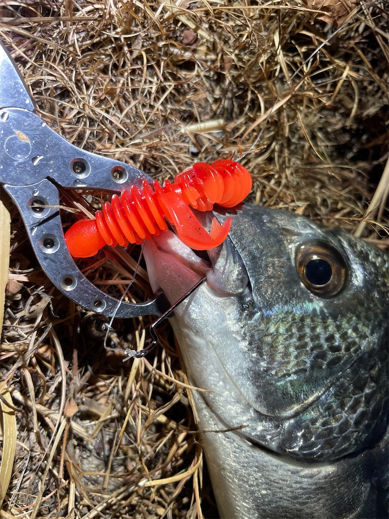f:id:fishing-aquarium:20240912142306j:image
