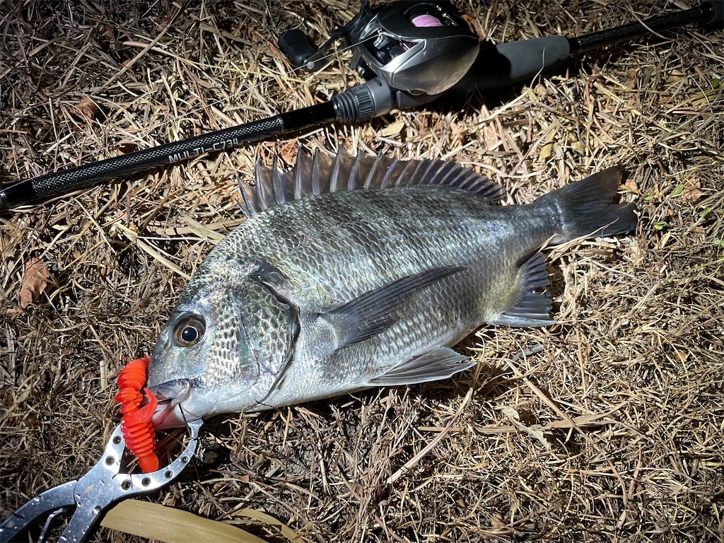 f:id:fishing-aquarium:20240912142311j:image
