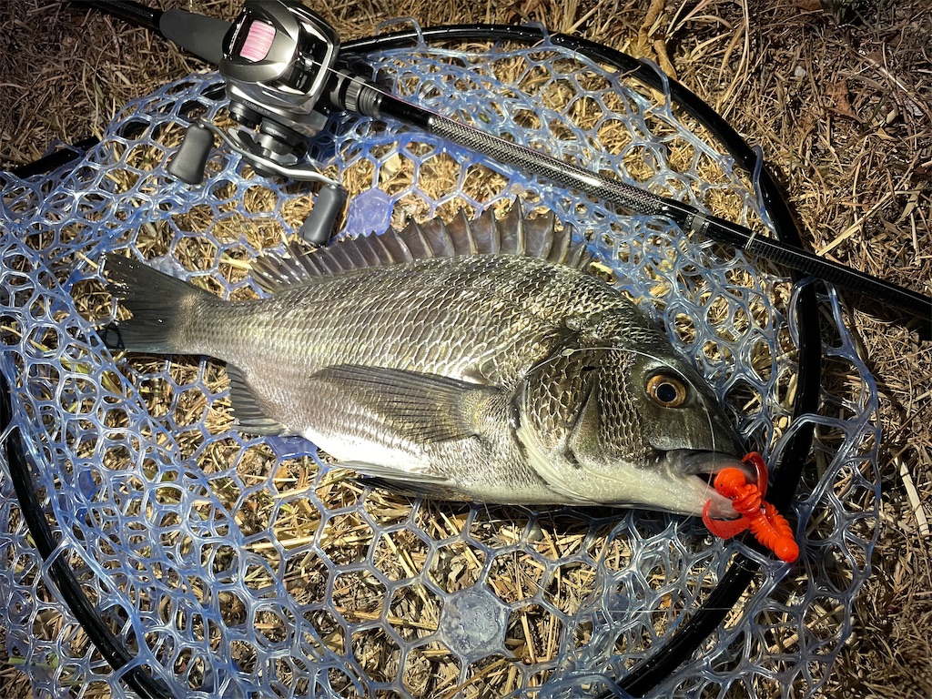 f:id:fishing-aquarium:20240912142436j:image