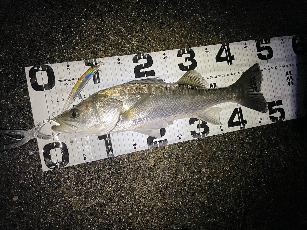 初秋の湾内シーバスゲームでハルカが炸裂した話 - Fishing Aquarium
