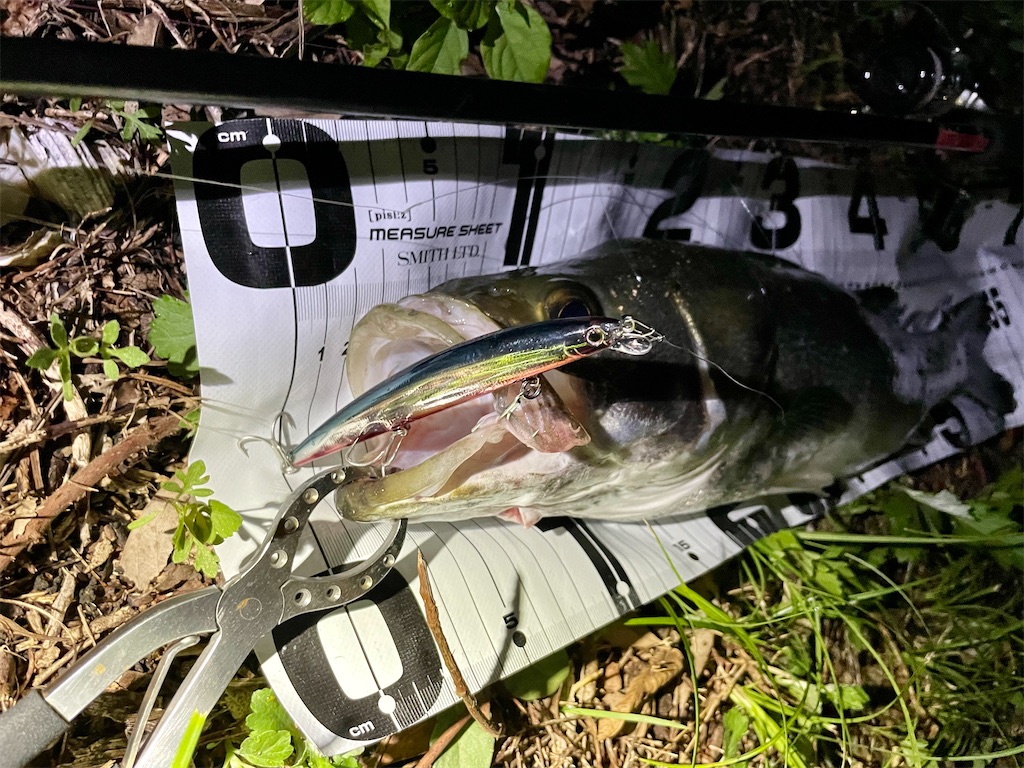 f:id:fishing-aquarium:20240921082426j:image