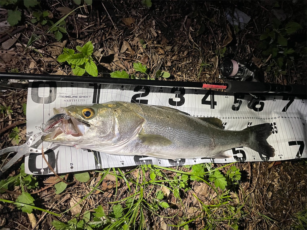 f:id:fishing-aquarium:20240921082430j:image