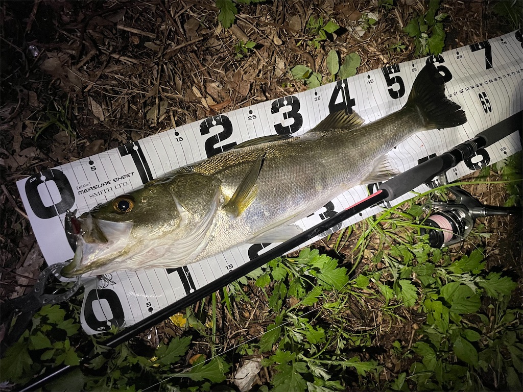 f:id:fishing-aquarium:20240922170917j:image
