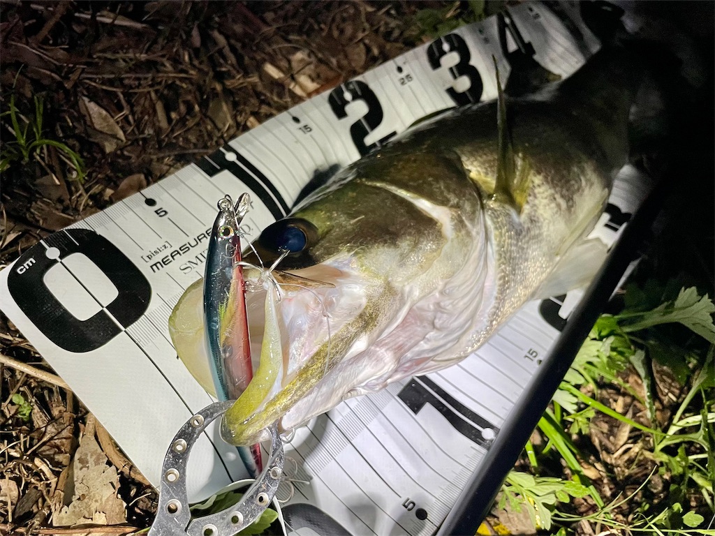 f:id:fishing-aquarium:20240922170953j:image