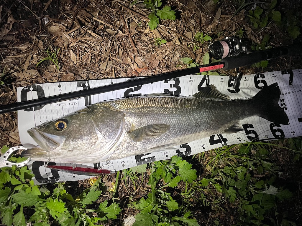 f:id:fishing-aquarium:20240922171417j:image