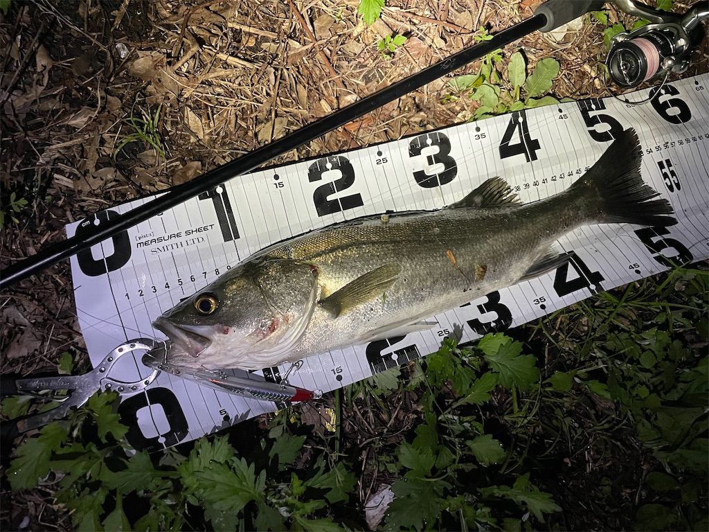 f:id:fishing-aquarium:20240922171616j:image