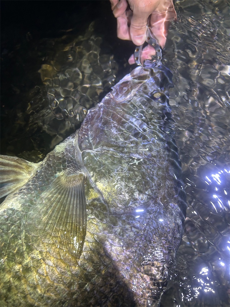 f:id:fishing-aquarium:20241214153230j:image