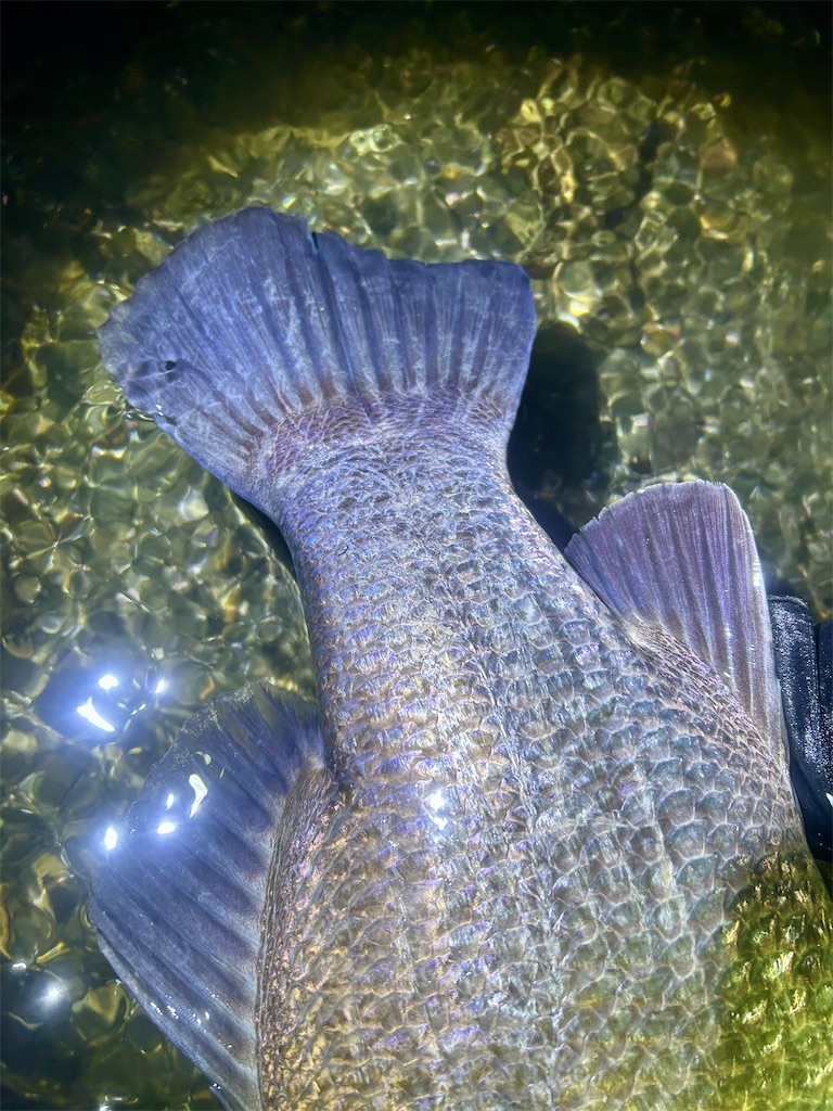 f:id:fishing-aquarium:20241214153249j:image