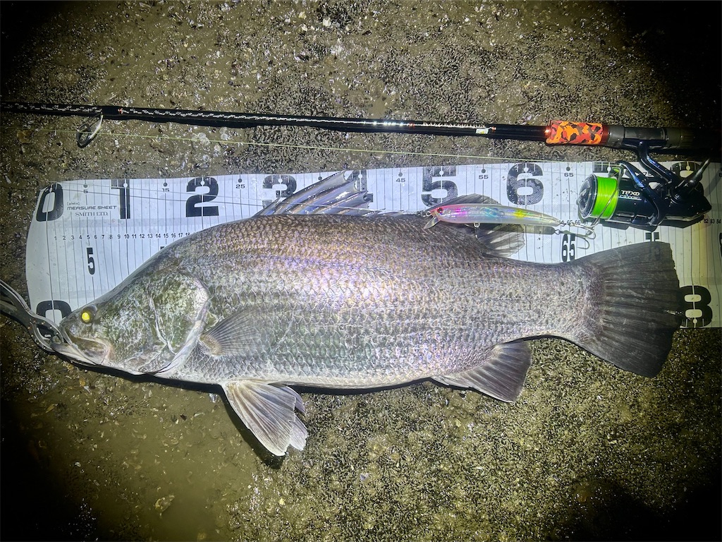 f:id:fishing-aquarium:20241214153358j:image