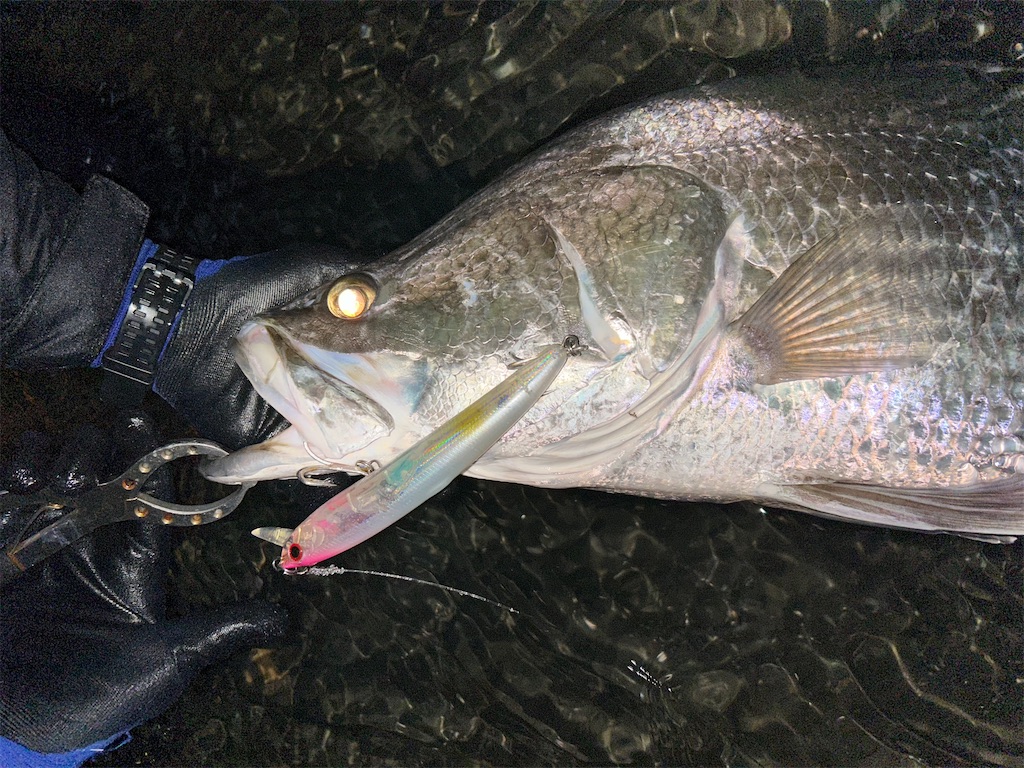 f:id:fishing-aquarium:20241215163541j:image