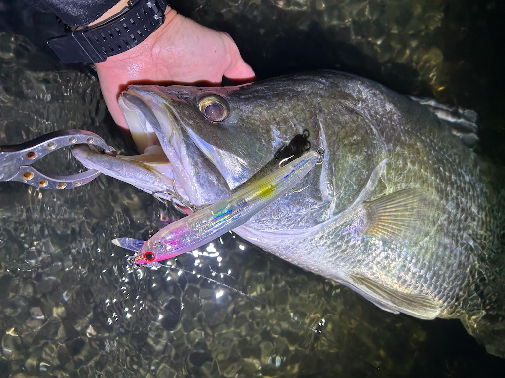f:id:fishing-aquarium:20241215163611j:image