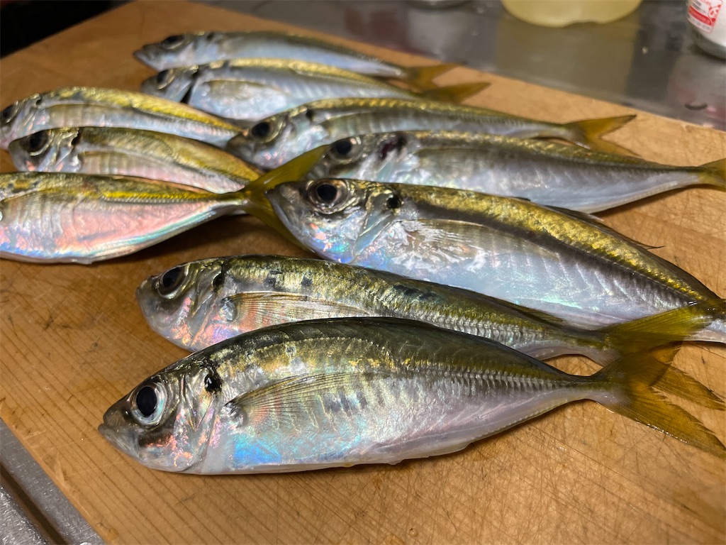 f:id:fishing-aquarium:20241222081707j:image