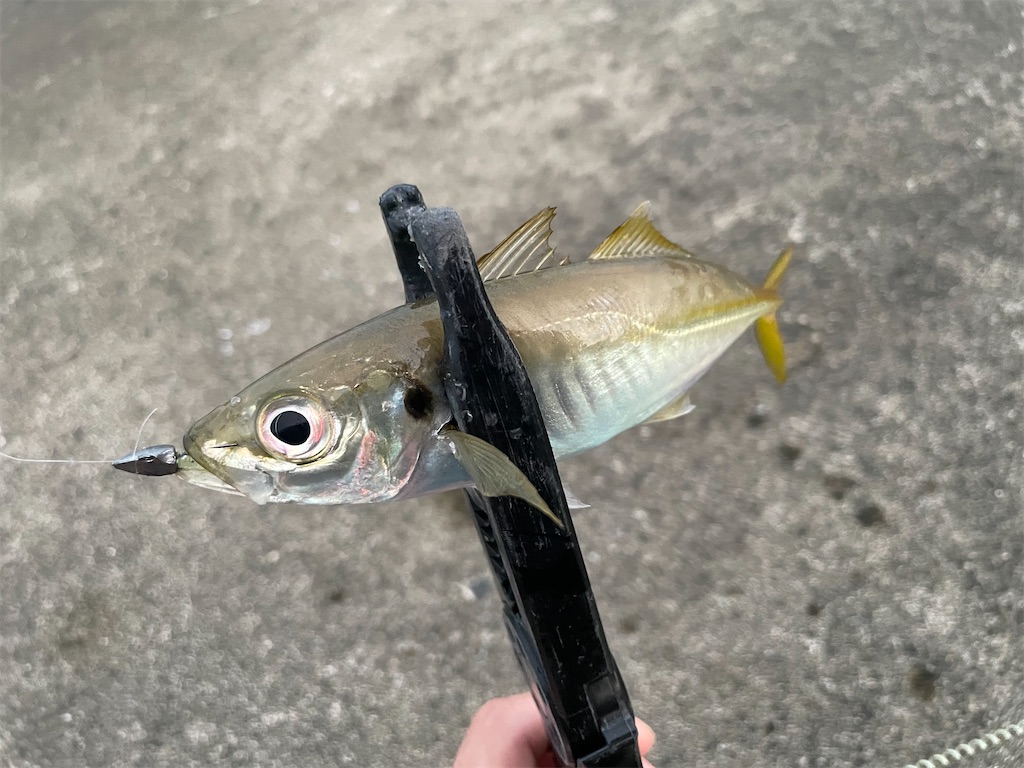 f:id:fishing-aquarium:20241222081905j:image