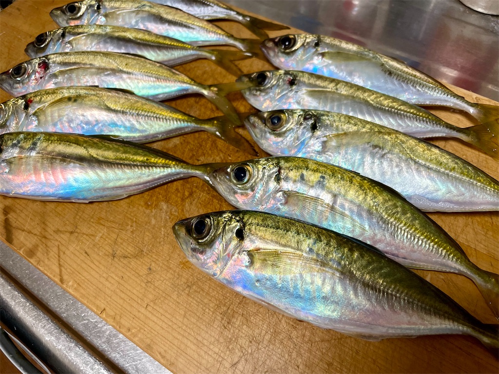 f:id:fishing-aquarium:20241222082127j:image