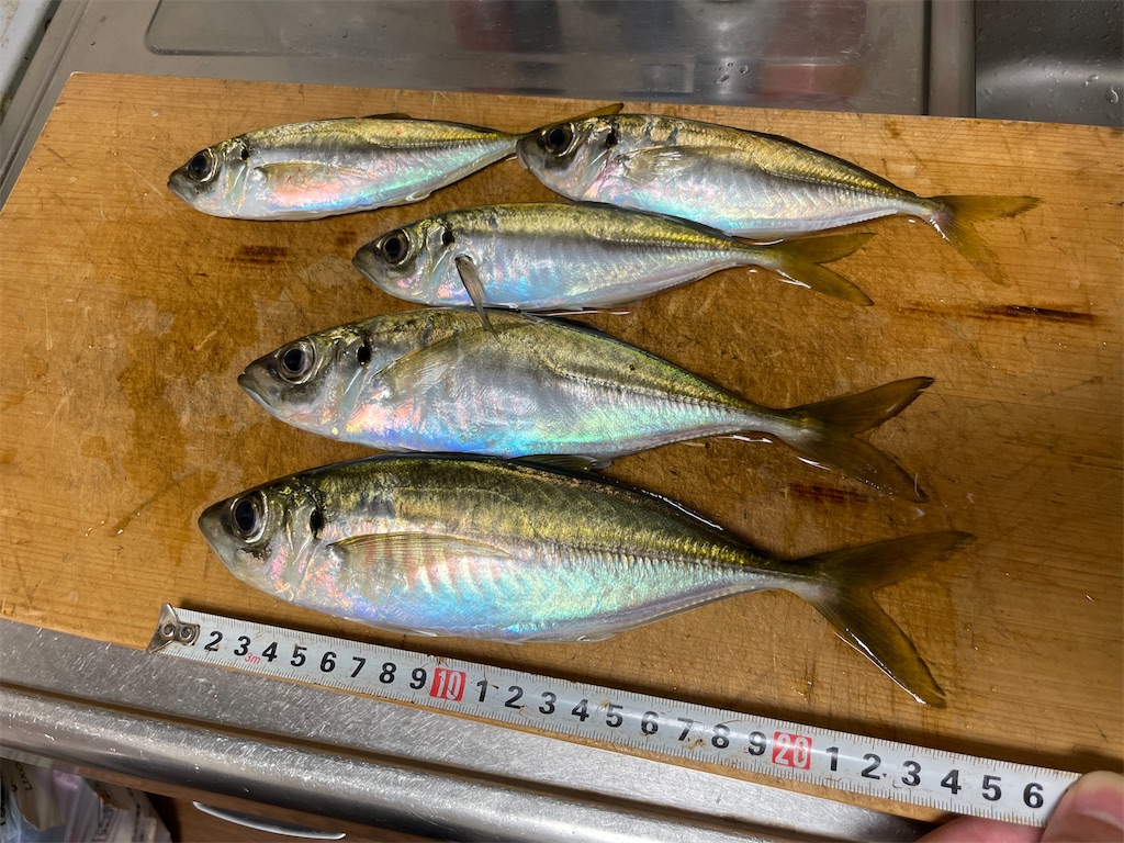 f:id:fishing-aquarium:20241222082411j:image