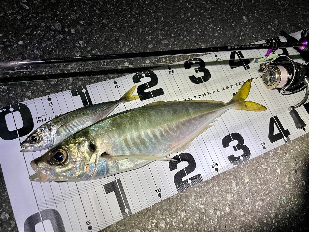 f:id:fishing-aquarium:20241222083226j:image