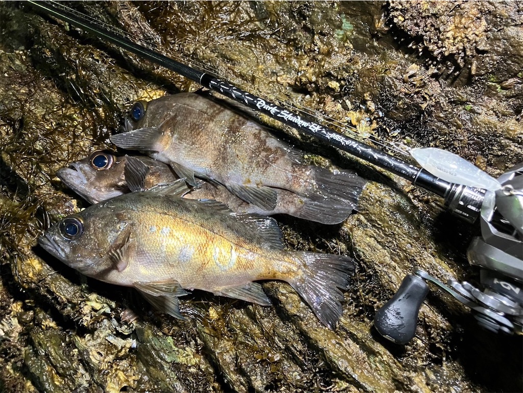 f:id:fishing-aquarium:20250101130849j:image