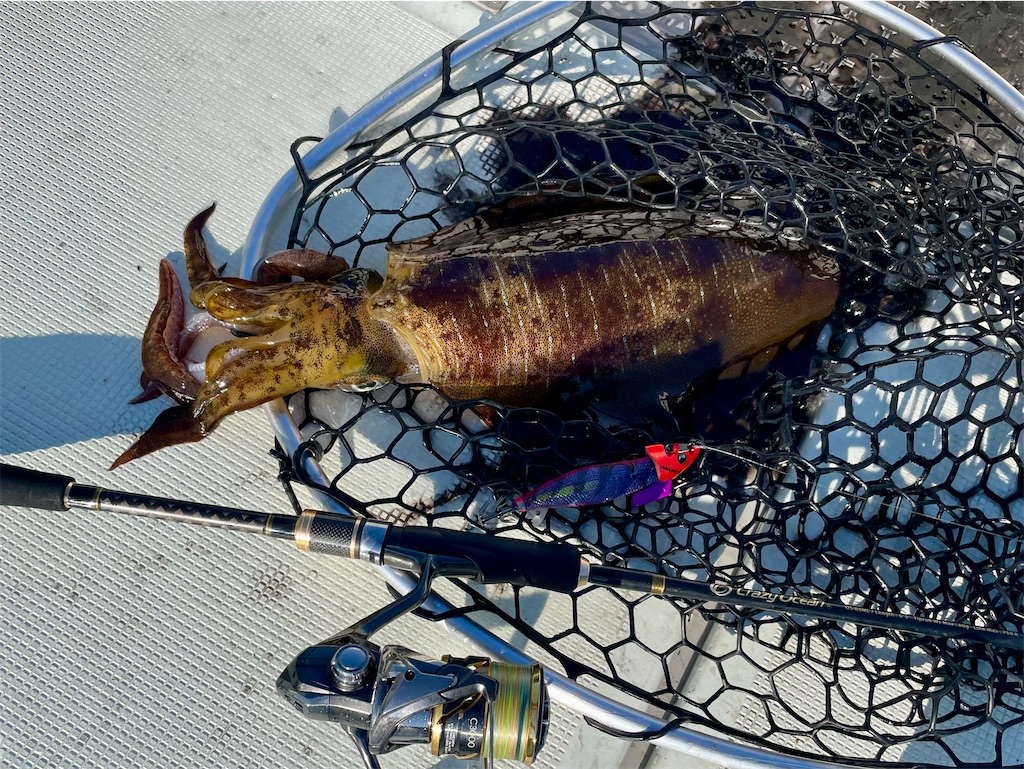 f:id:fishing-aquarium:20250109173732j:image