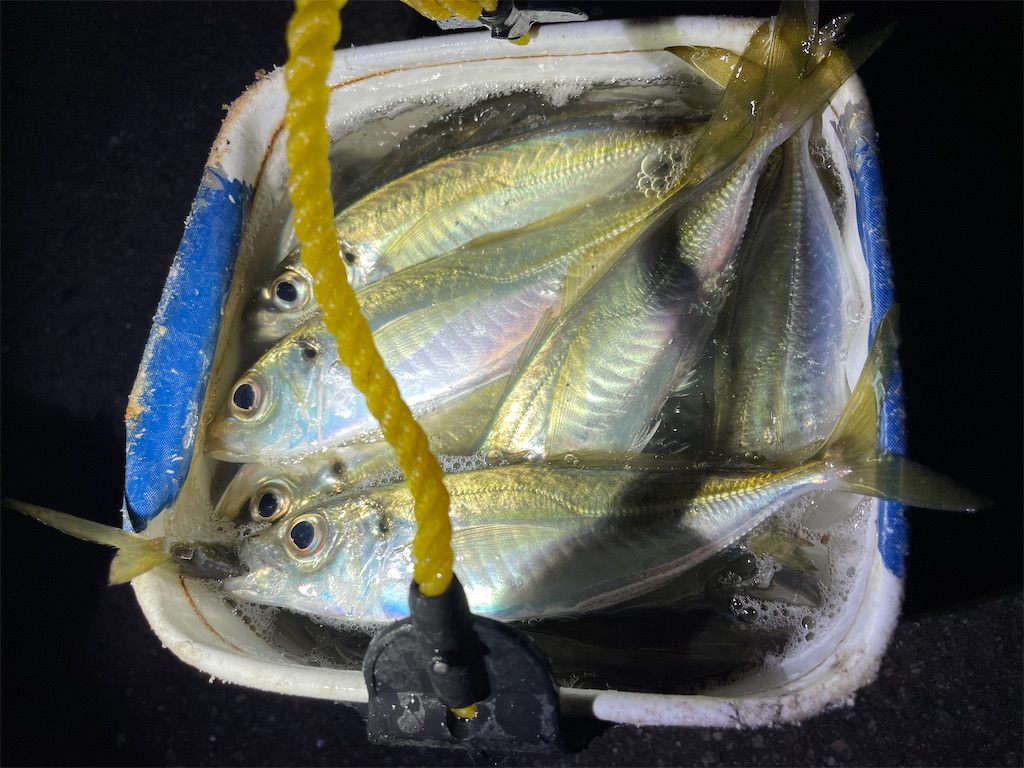 f:id:fishing-aquarium:20250109174021j:image