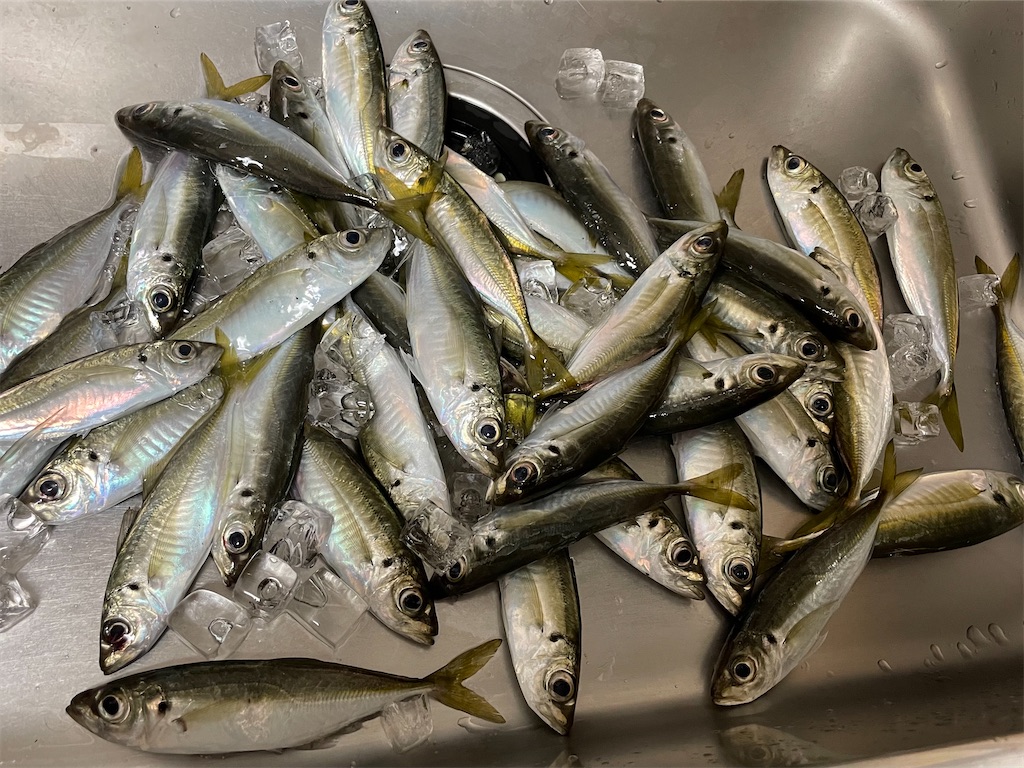 f:id:fishing-aquarium:20250109174106j:image