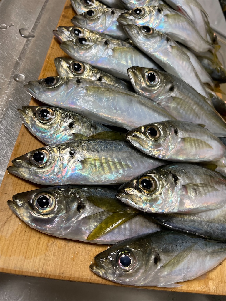 f:id:fishing-aquarium:20250109174110j:image