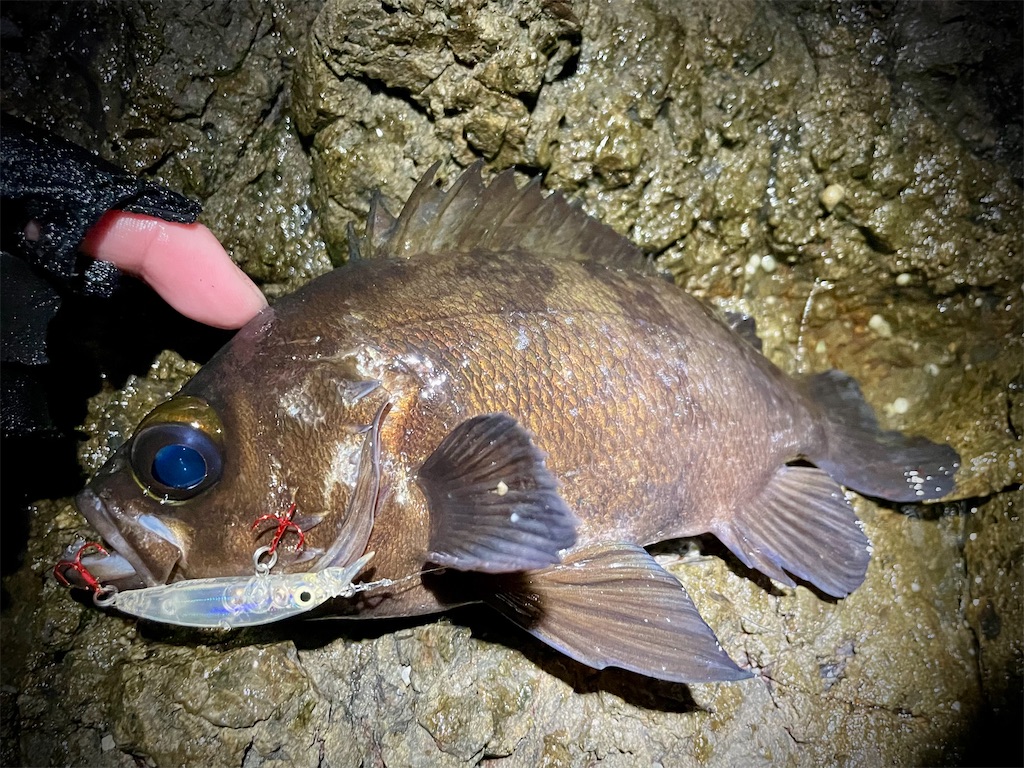 f:id:fishing-aquarium:20250219174729j:image