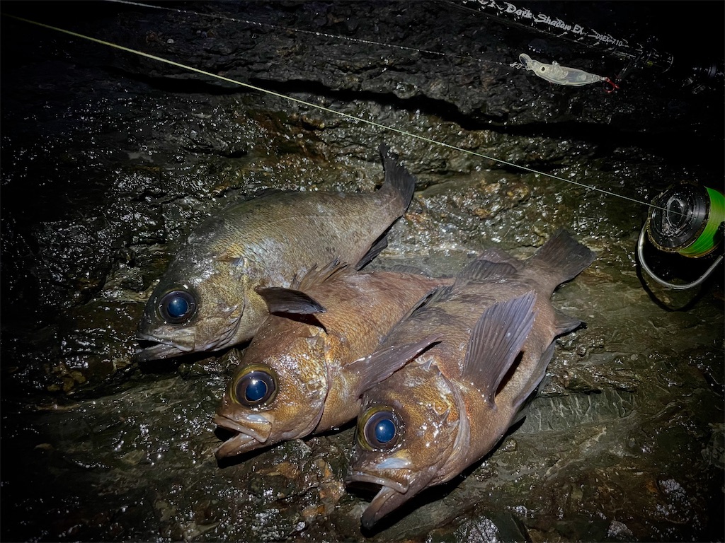 f:id:fishing-aquarium:20250219175916j:image